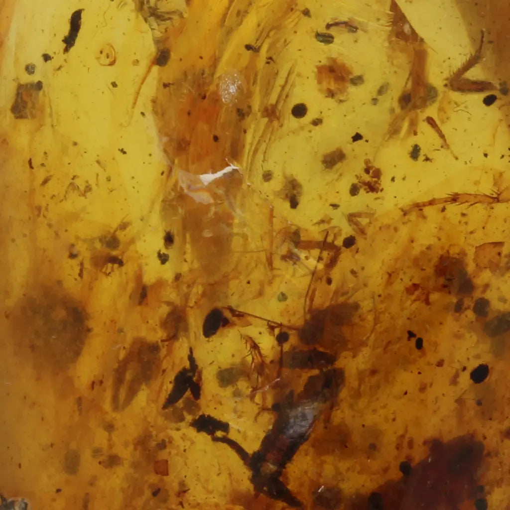 Get your Natural Burma Amber with Ancient Insect Inclusion Fossil online now or in store at Forever Gems in Franschhoek, South Africa