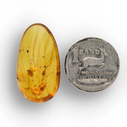 Cretaceous Myanmar Amber Preserving Multiple Insects