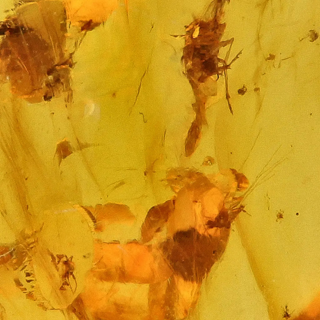 Cretaceous Myanmar Amber Preserving Multiple Insects