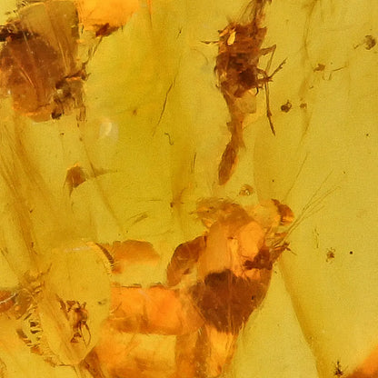 Cretaceous Myanmar Amber Preserving Multiple Insects