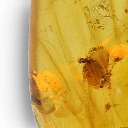 Cretaceous Myanmar Amber Preserving Multiple Insects