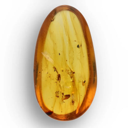 Cretaceous Myanmar Amber Preserving Multiple Insects