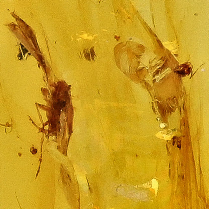 Cretaceous Myanmar Amber Preserving Multiple Insects