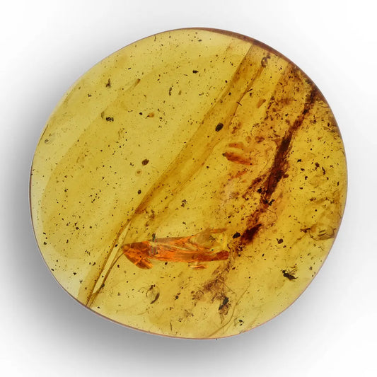 Get your Authentic Myanmar Amber Fossil with Preserved Insect online now or in store at Forever Gems in Franschhoek, South Africa