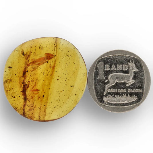 Get your Authentic Myanmar Amber Fossil with Preserved Insect online now or in store at Forever Gems in Franschhoek, South Africa
