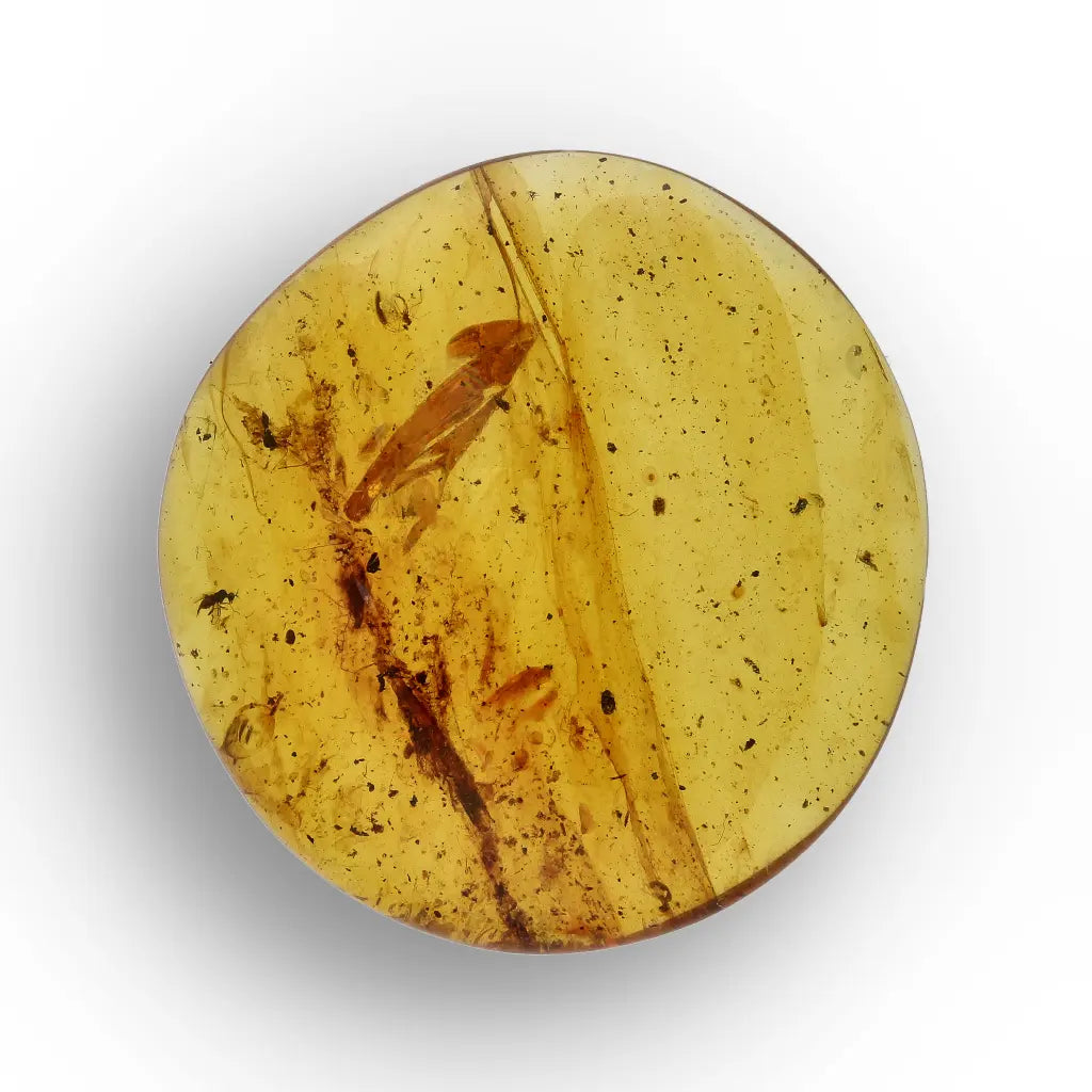 Get your Authentic Myanmar Amber Fossil with Preserved Insect online now or in store at Forever Gems in Franschhoek, South Africa