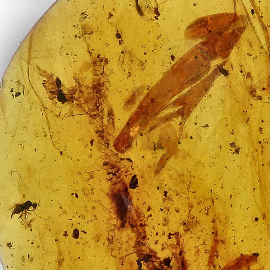 Get your Authentic Myanmar Amber Fossil with Preserved Insect online now or in store at Forever Gems in Franschhoek, South Africa
