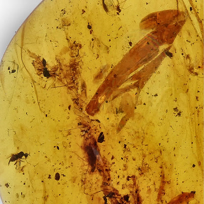 Get your Authentic Myanmar Amber Fossil with Preserved Insect online now or in store at Forever Gems in Franschhoek, South Africa