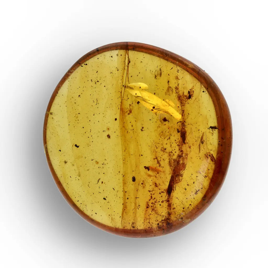 Get your Authentic Myanmar Amber Fossil with Preserved Insect online now or in store at Forever Gems in Franschhoek, South Africa