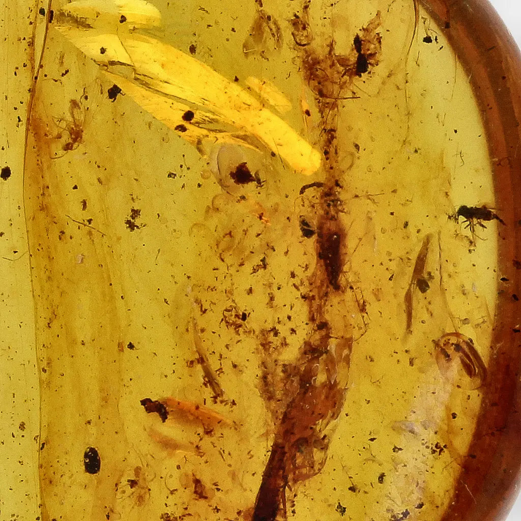 Get your Authentic Myanmar Amber Fossil with Preserved Insect online now or in store at Forever Gems in Franschhoek, South Africa