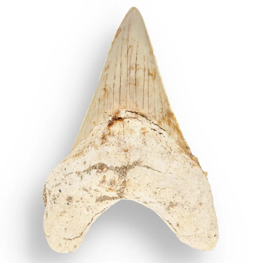 Get your Otodus Obliquus Shark - Ancient Ocean Apex Predator Tooth from Morocco online now or in store at Forever Gems in Franschhoek, South Africa