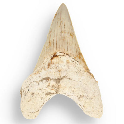 Get your Otodus Obliquus Shark - Ancient Ocean Apex Predator Tooth from Morocco online now or in store at Forever Gems in Franschhoek, South Africa