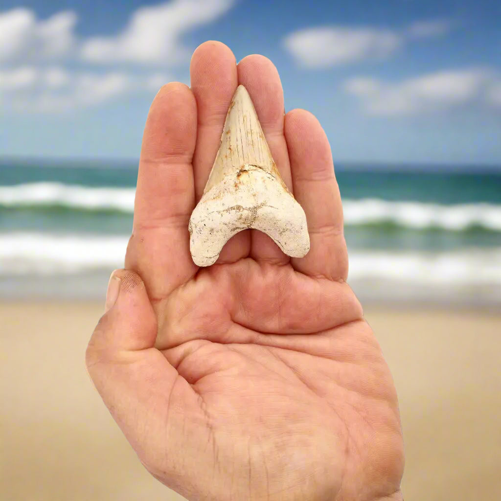 Get your Otodus Obliquus Shark - Ancient Ocean Apex Predator Tooth from Morocco online now or in store at Forever Gems in Franschhoek, South Africa