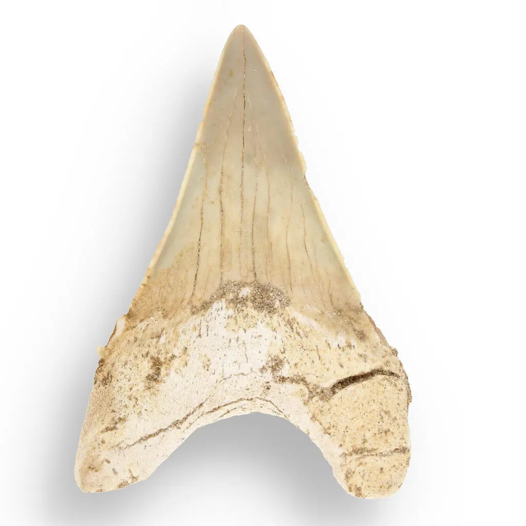 Get your Otodus Obliquus Shark - Ancient Ocean Apex Predator Tooth from Morocco online now or in store at Forever Gems in Franschhoek, South Africa