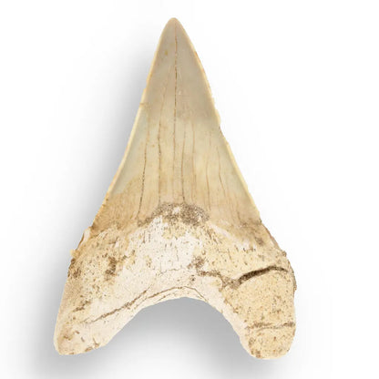 Get your Otodus Obliquus Shark - Ancient Ocean Apex Predator Tooth from Morocco online now or in store at Forever Gems in Franschhoek, South Africa
