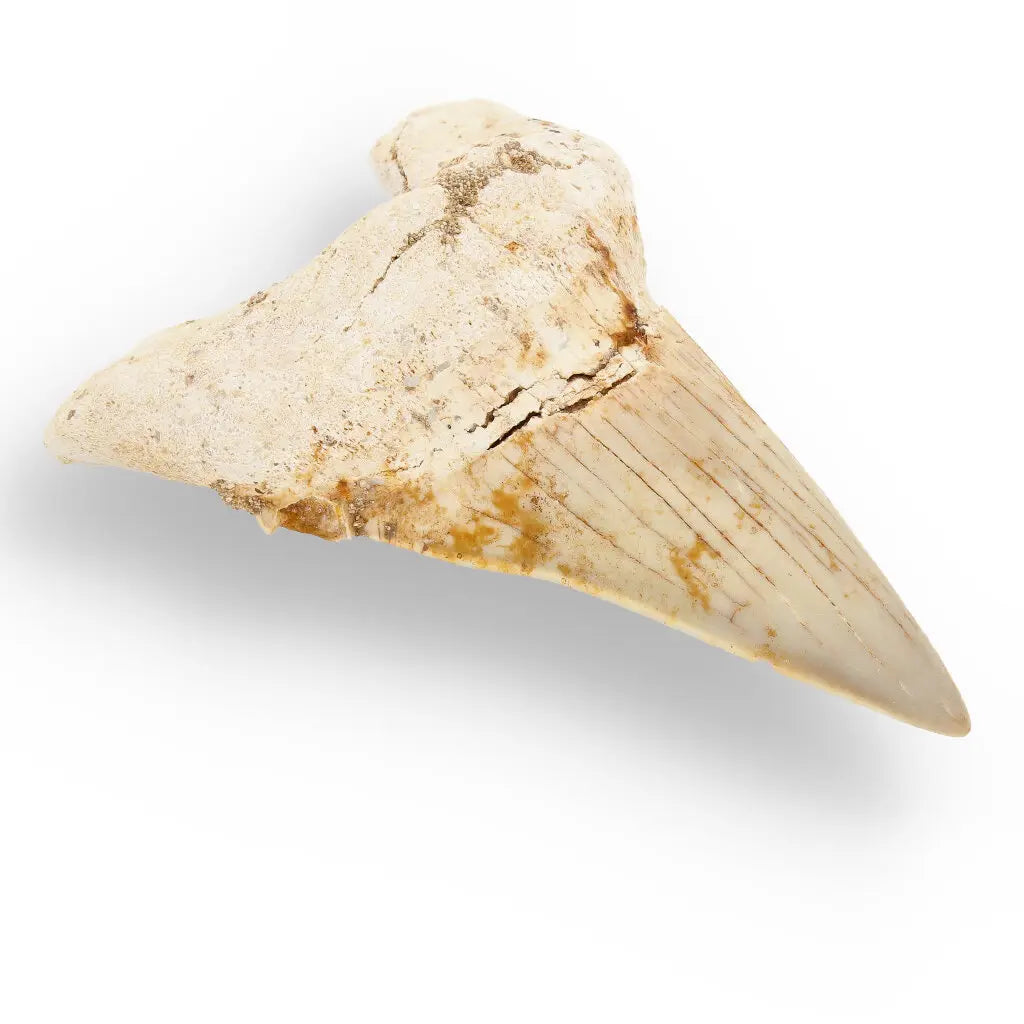 Get your Otodus Obliquus Shark - Ancient Ocean Apex Predator Tooth from Morocco online now or in store at Forever Gems in Franschhoek, South Africa