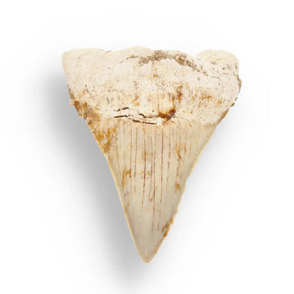 Get your Otodus Obliquus Shark - Ancient Ocean Apex Predator Tooth from Morocco online now or in store at Forever Gems in Franschhoek, South Africa
