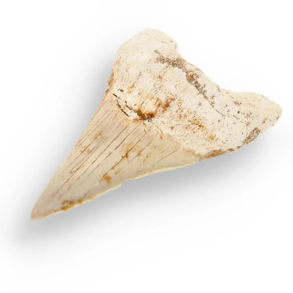 Get your Otodus Obliquus Shark - Ancient Ocean Apex Predator Tooth from Morocco online now or in store at Forever Gems in Franschhoek, South Africa