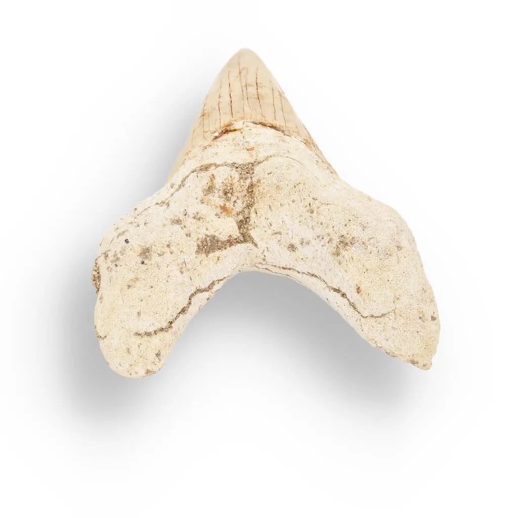 Get your Otodus Obliquus Shark - Ancient Ocean Apex Predator Tooth from Morocco online now or in store at Forever Gems in Franschhoek, South Africa