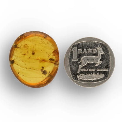 Get your Burmese Amber Insect Inclusion – Real Fossilised Amber online now or in store at Forever Gems in Franschhoek, South Africa