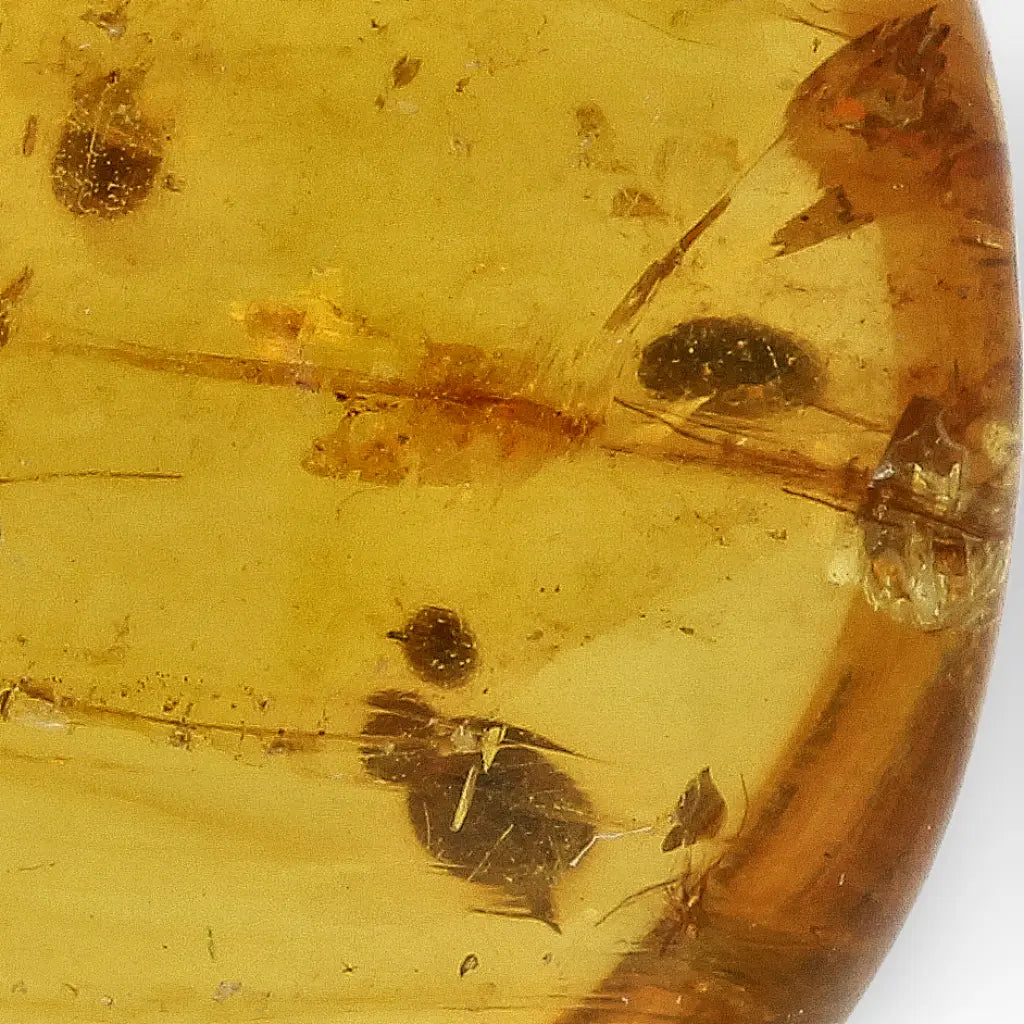 Get your Burmese Amber Insect Inclusion – Real Fossilised Amber online now or in store at Forever Gems in Franschhoek, South Africa