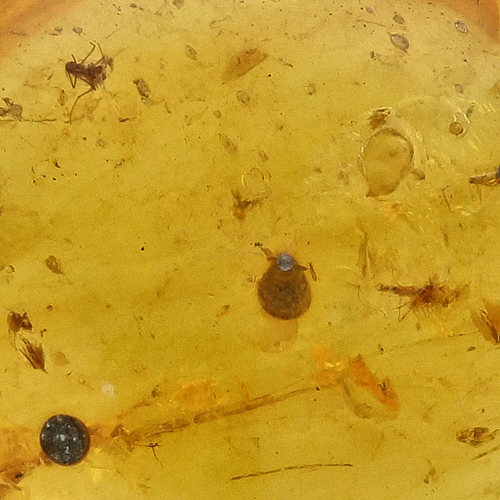 Get your Burmese Amber Insect Inclusion – Real Fossilised Amber online now or in store at Forever Gems in Franschhoek, South Africa