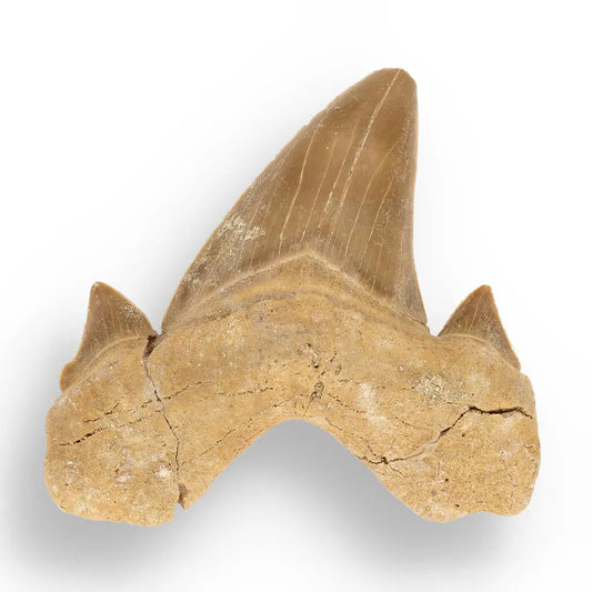 Get your Otodus Obliquus - 65 Million Year Old Shark Tooth Fossil Specimen online now or in store at Forever Gems in Franschhoek, South Africa
