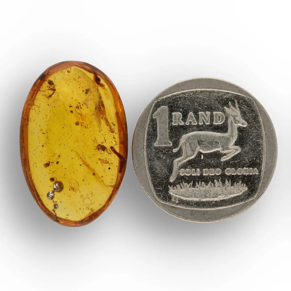 Get your Genuine Amber from Myanmar with Insect Inclusion Specimen online now or in store at Forever Gems in Franschhoek, South Africa