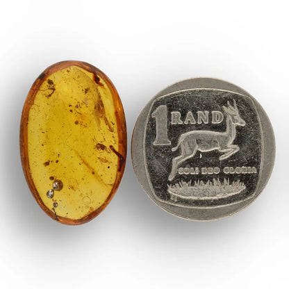 Get your Genuine Amber from Myanmar with Insect Inclusion Specimen online now or in store at Forever Gems in Franschhoek, South Africa