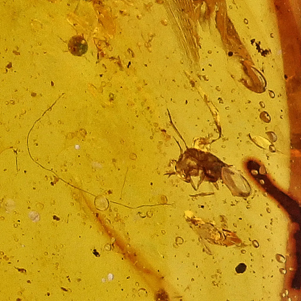 Get your Genuine Amber from Myanmar with Insect Inclusion Specimen online now or in store at Forever Gems in Franschhoek, South Africa