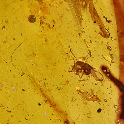 Get your Genuine Amber from Myanmar with Insect Inclusion Specimen online now or in store at Forever Gems in Franschhoek, South Africa