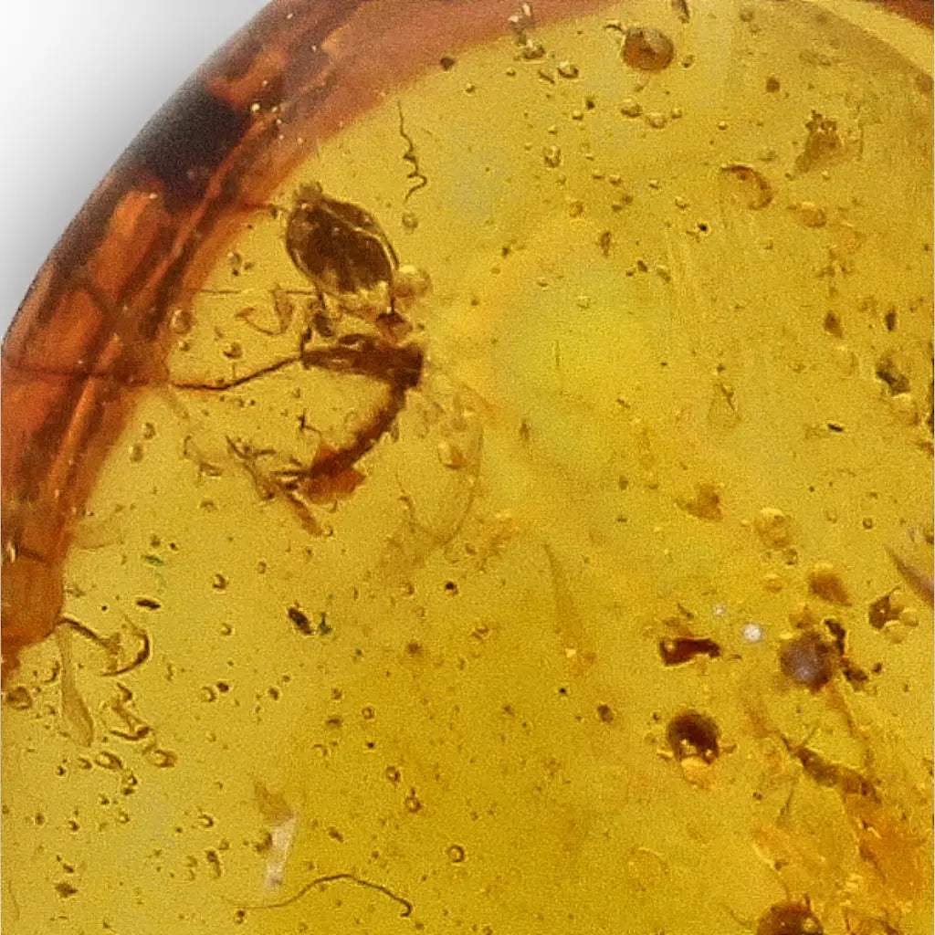 Get your Genuine Amber from Myanmar with Insect Inclusion Specimen online now or in store at Forever Gems in Franschhoek, South Africa