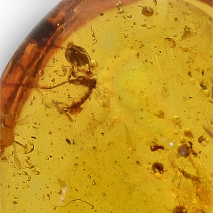 Get your Genuine Amber from Myanmar with Insect Inclusion Specimen online now or in store at Forever Gems in Franschhoek, South Africa