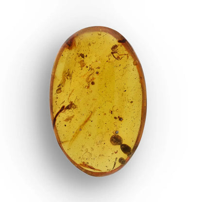 Get your Genuine Amber from Myanmar with Insect Inclusion Specimen online now or in store at Forever Gems in Franschhoek, South Africa