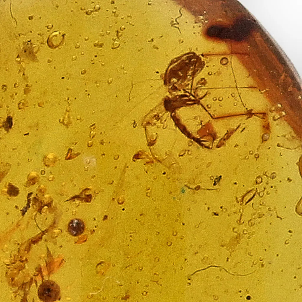 Get your Genuine Amber from Myanmar with Insect Inclusion Specimen online now or in store at Forever Gems in Franschhoek, South Africa