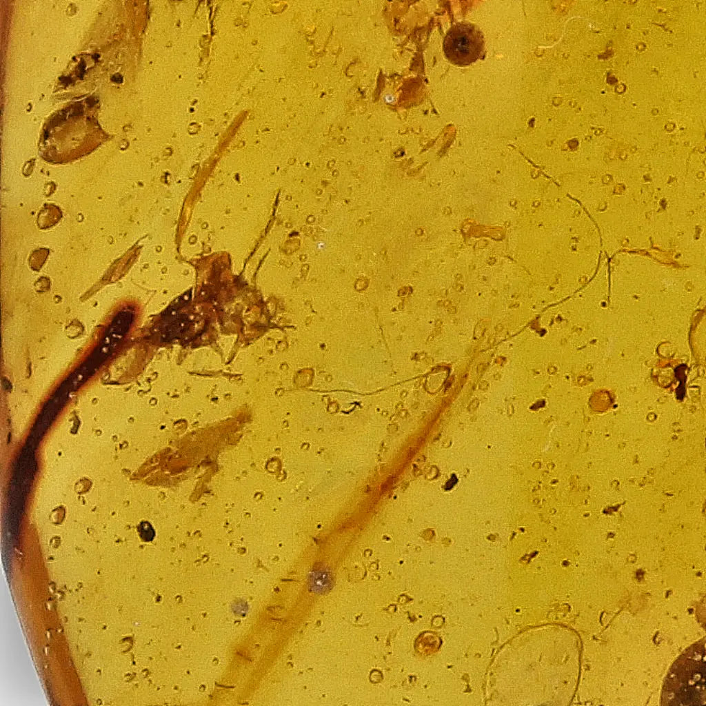 Get your Genuine Amber from Myanmar with Insect Inclusion Specimen online now or in store at Forever Gems in Franschhoek, South Africa