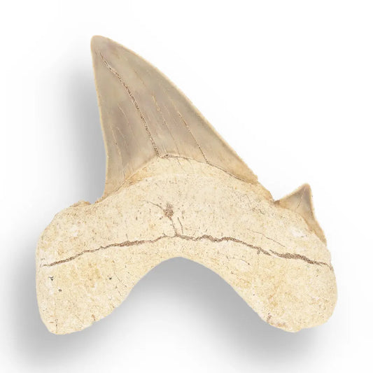 Get your Otodus Obliquus - Prehistoric Mega Shark Tooth with Serrated Edges online now or in store at Forever Gems in Franschhoek, South Africa