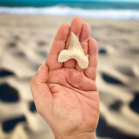 Get your Otodus Obliquus - Prehistoric Mega Shark Tooth with Serrated Edges online now or in store at Forever Gems in Franschhoek, South Africa