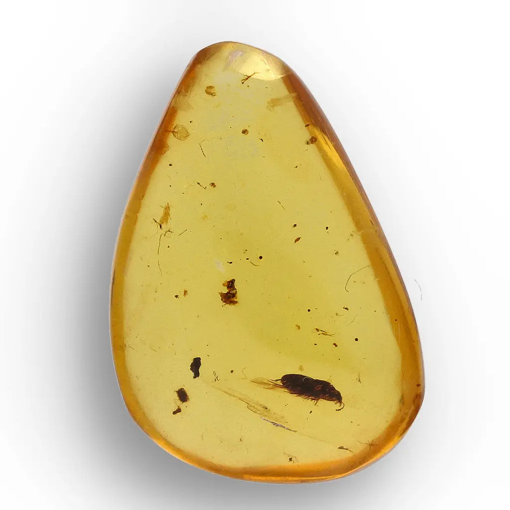 Get your Myanmar Amber with Prehistoric Insect – Natural Inclusion online now or in store at Forever Gems in Franschhoek, South Africa