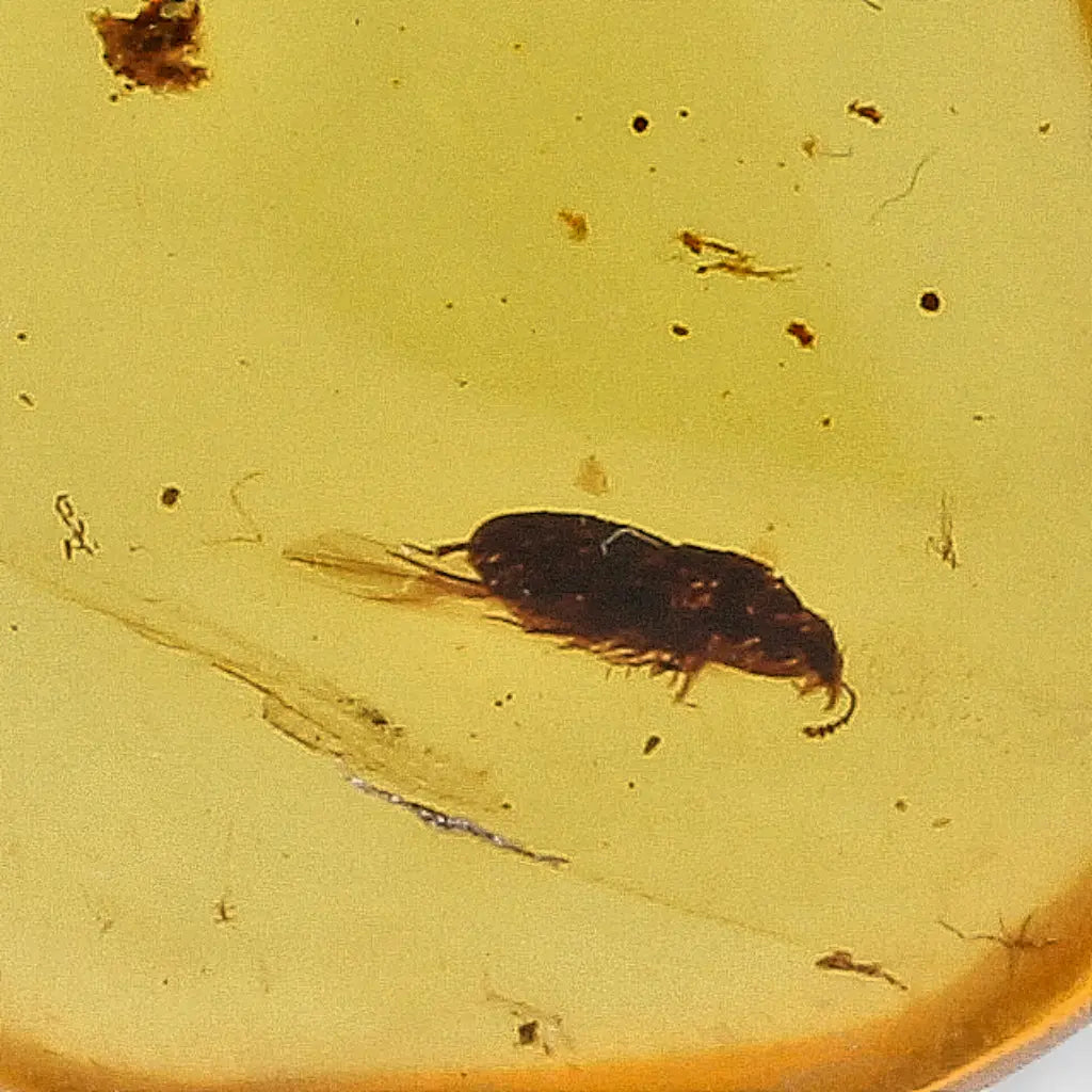Get your Myanmar Amber with Prehistoric Insect – Natural Inclusion online now or in store at Forever Gems in Franschhoek, South Africa