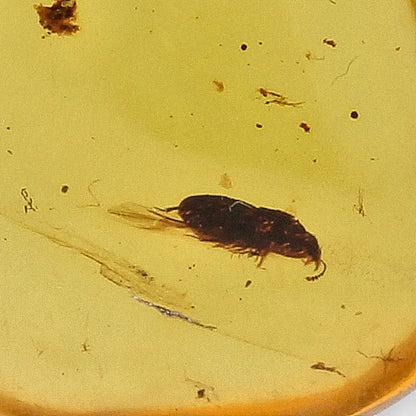 Get your Myanmar Amber with Prehistoric Insect – Natural Inclusion online now or in store at Forever Gems in Franschhoek, South Africa