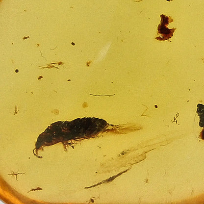 Get your Myanmar Amber with Prehistoric Insect – Natural Inclusion online now or in store at Forever Gems in Franschhoek, South Africa