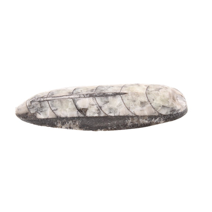 Buy your Mini Polished Fossil Orthoceras (Cephalopod) - Morocco online now or in store at Forever Gems in Franschhoek, South Africa