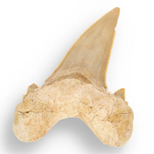 Get your Otodus Obliquus Shark - Colossal Predator Fossil from Ancient Moroccan Seas online now or in store at Forever Gems in Franschhoek, South Africa