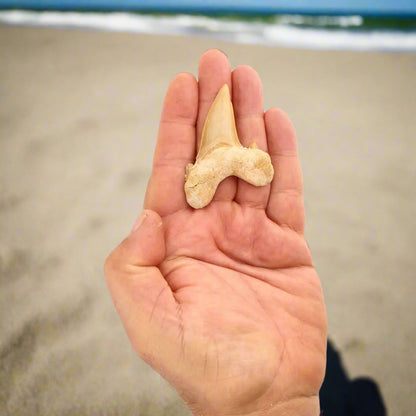 Get your Otodus Obliquus Shark - Colossal Predator Fossil from Ancient Moroccan Seas online now or in store at Forever Gems in Franschhoek, South Africa
