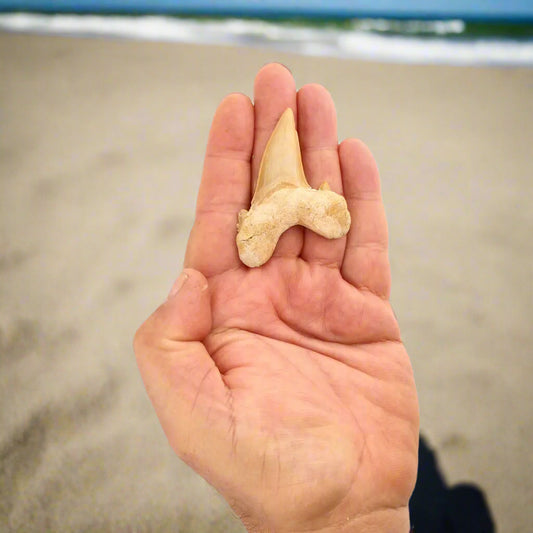 Get your Otodus Obliquus Shark - Colossal Predator Fossil from Ancient Moroccan Seas online now or in store at Forever Gems in Franschhoek, South Africa