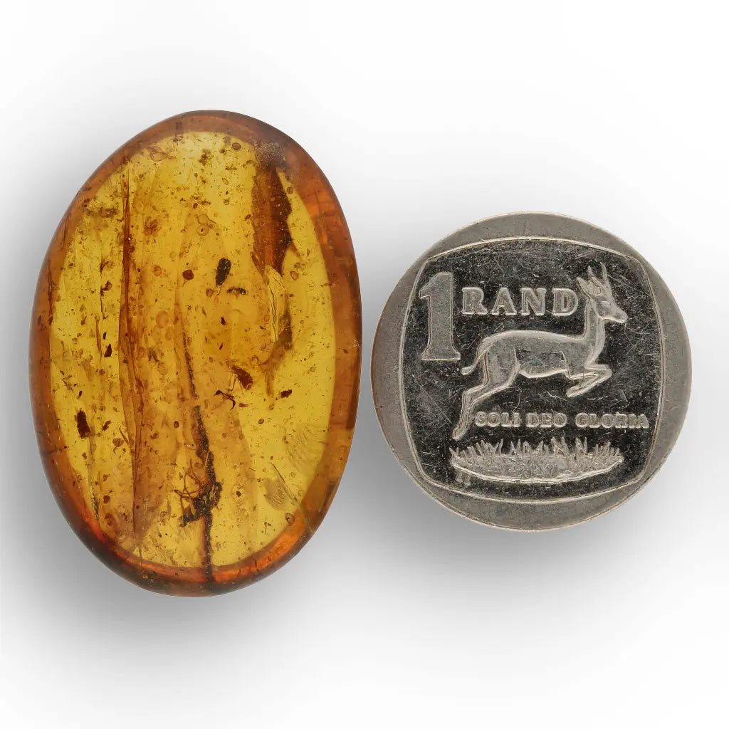 Get your Amber Fossil with Insect Inclusion – Myanmar Origin online now or in store at Forever Gems in Franschhoek, South Africa