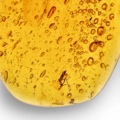 Get your Myanmar Amber with Insect Inclusions – Ancient Fossil online now or in store at Forever Gems in Franschhoek, South Africa
