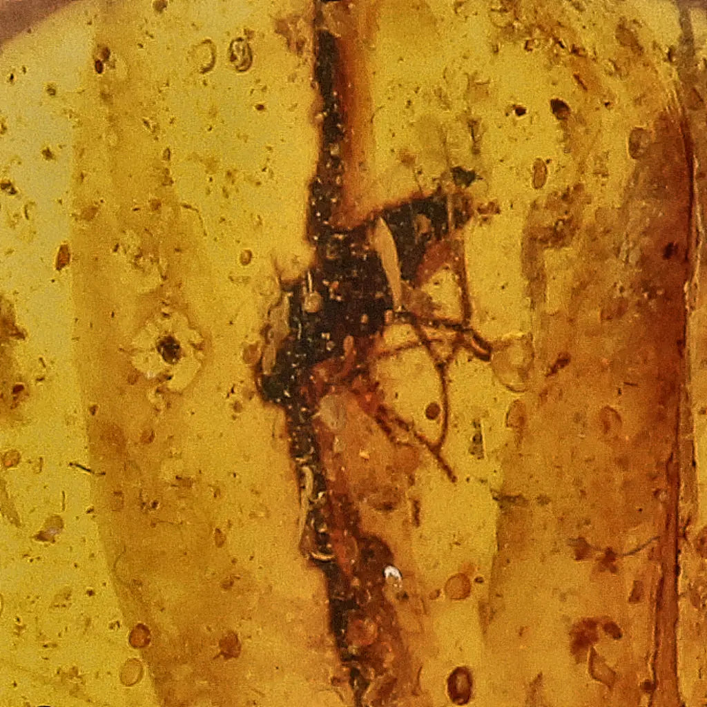 Get your Amber Fossil with Insect Inclusion – Myanmar Origin online now or in store at Forever Gems in Franschhoek, South Africa