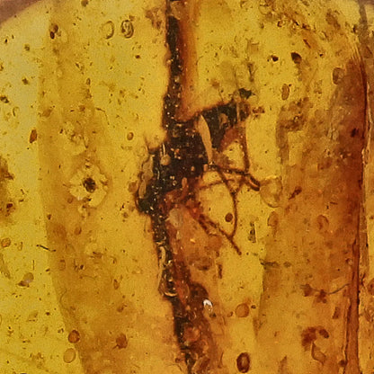 Get your Amber Fossil with Insect Inclusion – Myanmar Origin online now or in store at Forever Gems in Franschhoek, South Africa